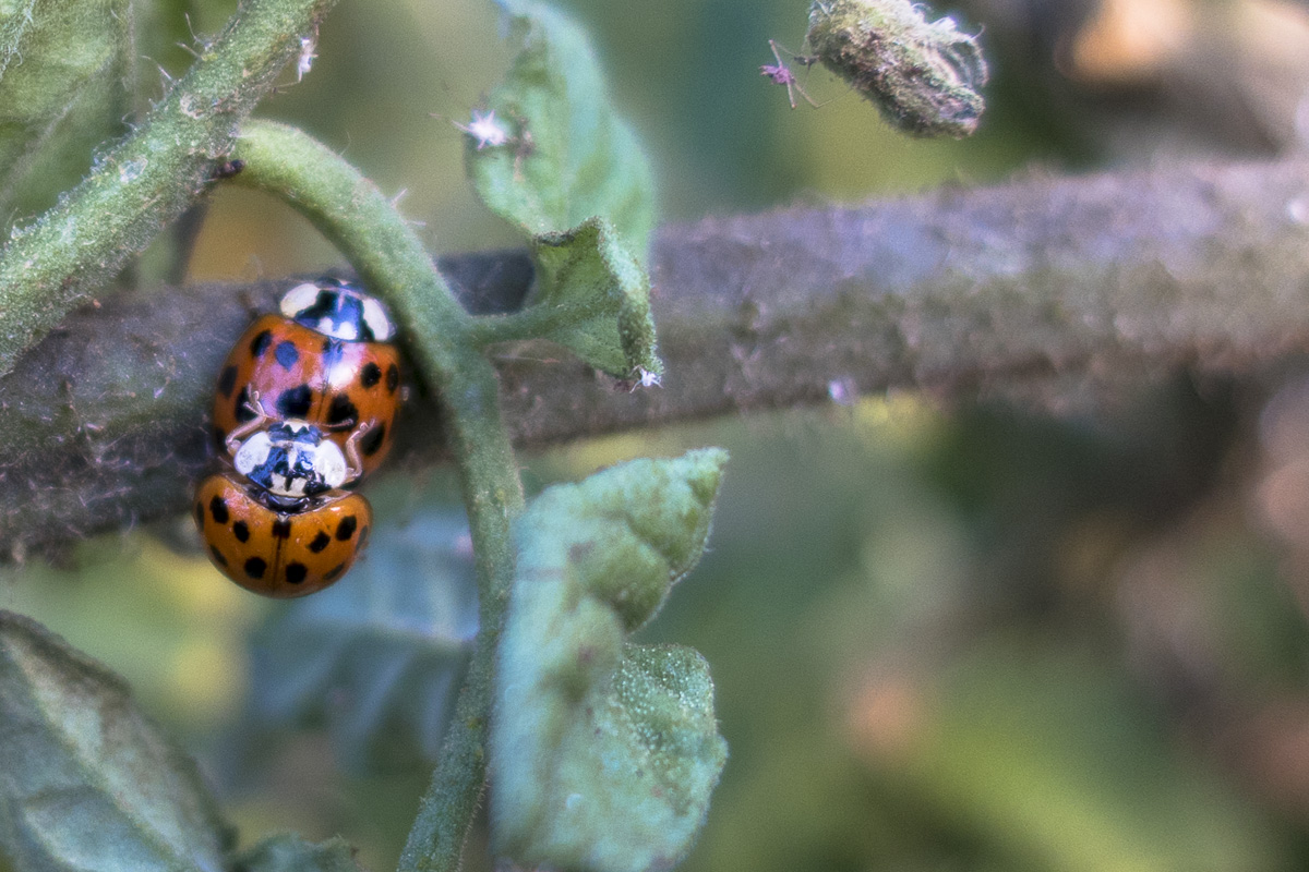 Ladybugs on a tomato plant