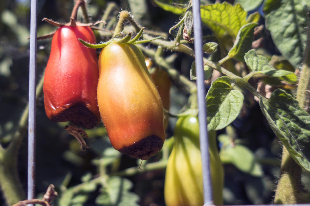 Bay Area Guide to Growing Tomatoes
