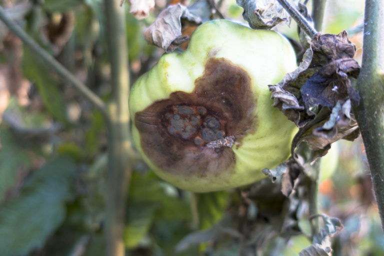 You Can Stop Blossom End Rot SF Bay Gardening