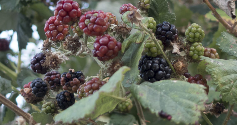 Wild Blackberry: The Next-to-Worst Weed