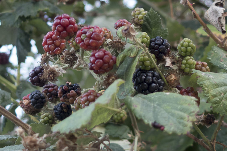 Wild Blackberry The NexttoWorst Weed SF Bay Gardening