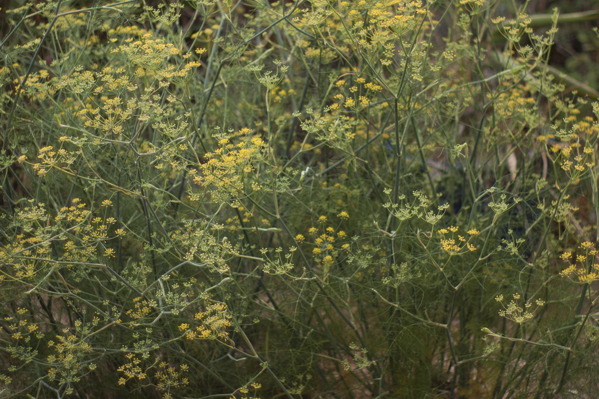 Fennel: It's everywhere you don't want it to be