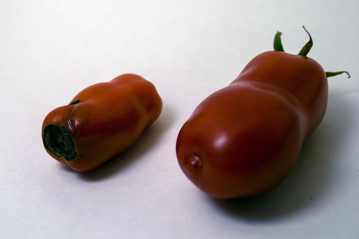 Side-by-side comparison of the effects of Blossom End Rot on San Marzano tomatoes