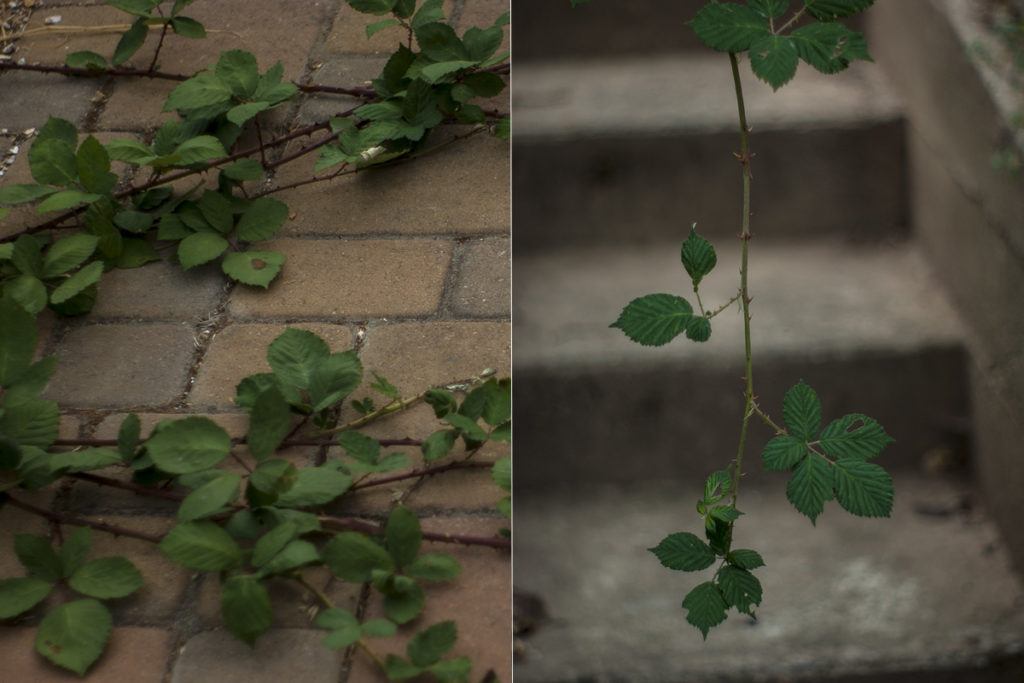 Wild Blackberry The NexttoWorst Weed SF Bay Gardening