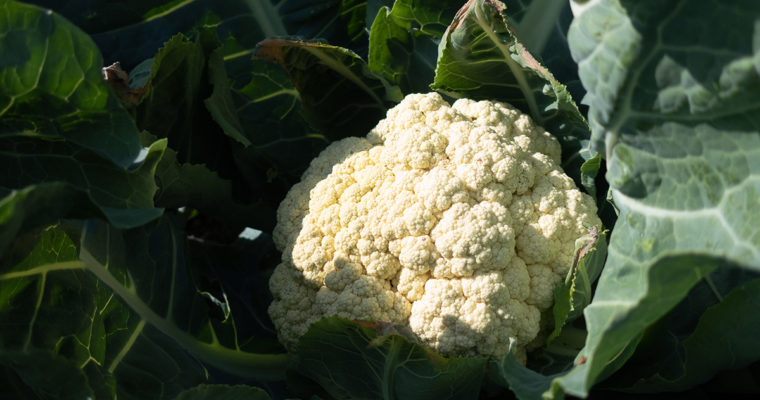 Harvesting Cauliflower: Not for the Squeamish