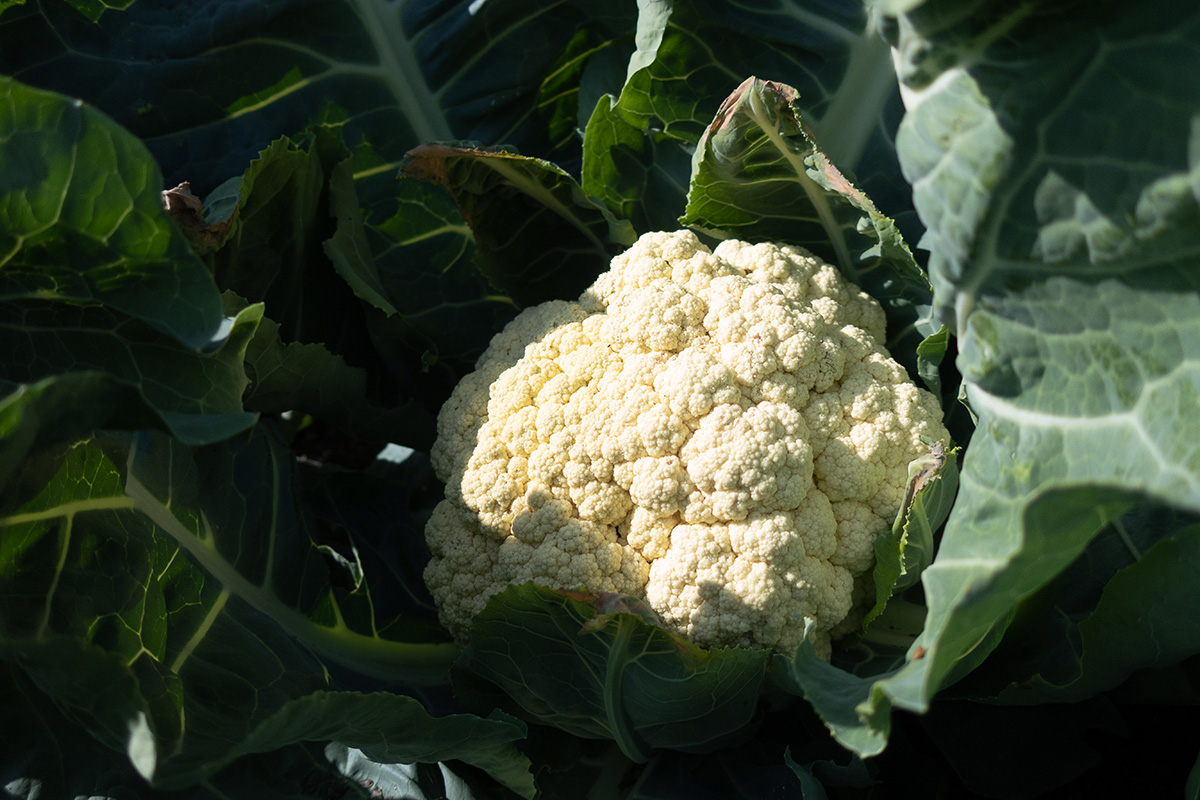 Harvesting Cauliflower: Not for the Squeamish
