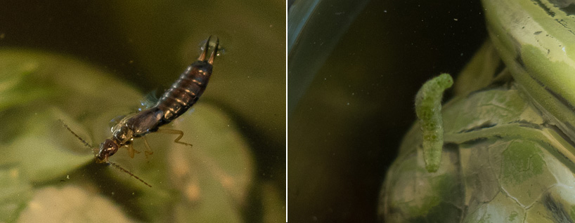 Bugs swimming after a Cauliflower soak