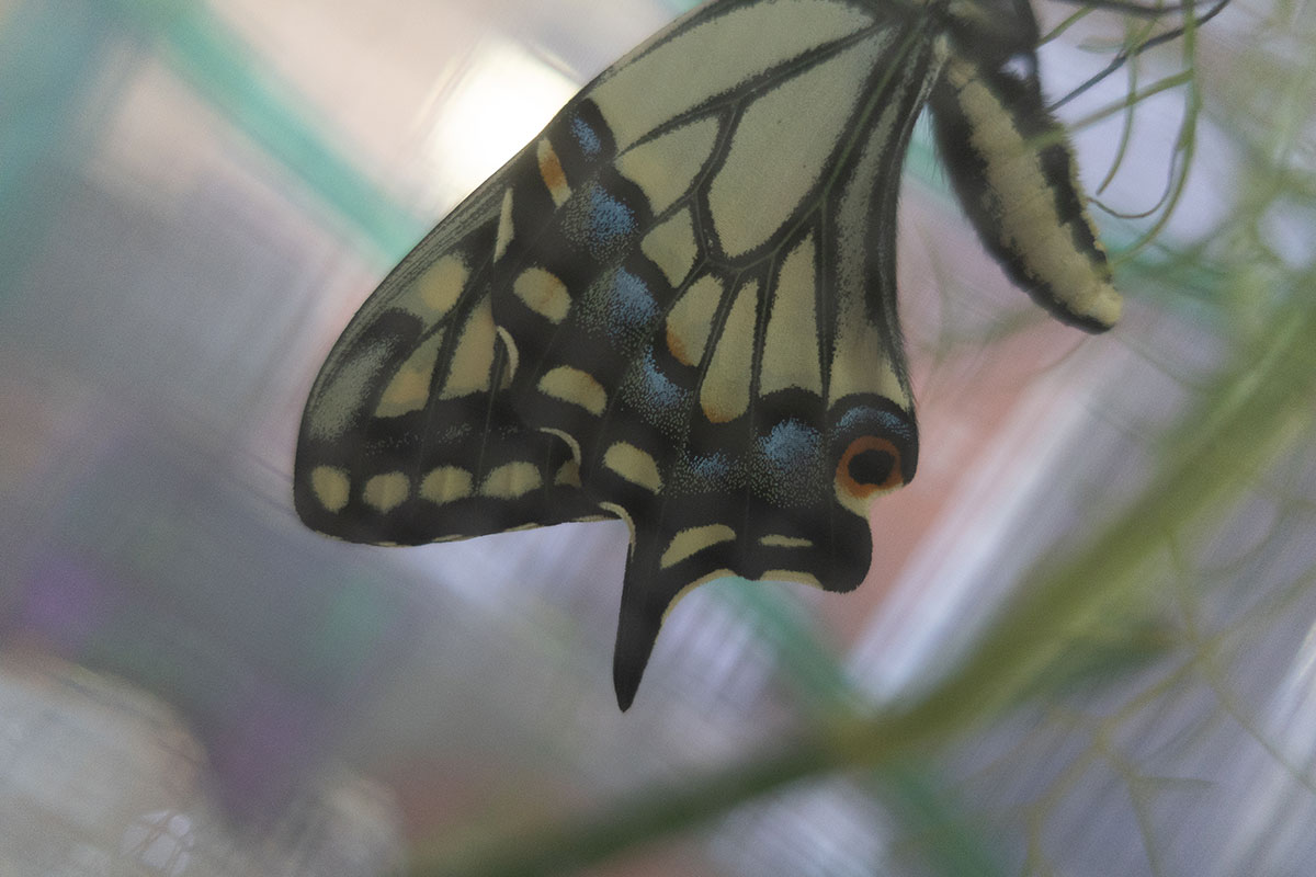 Close up Swallowtail Butterfly wings