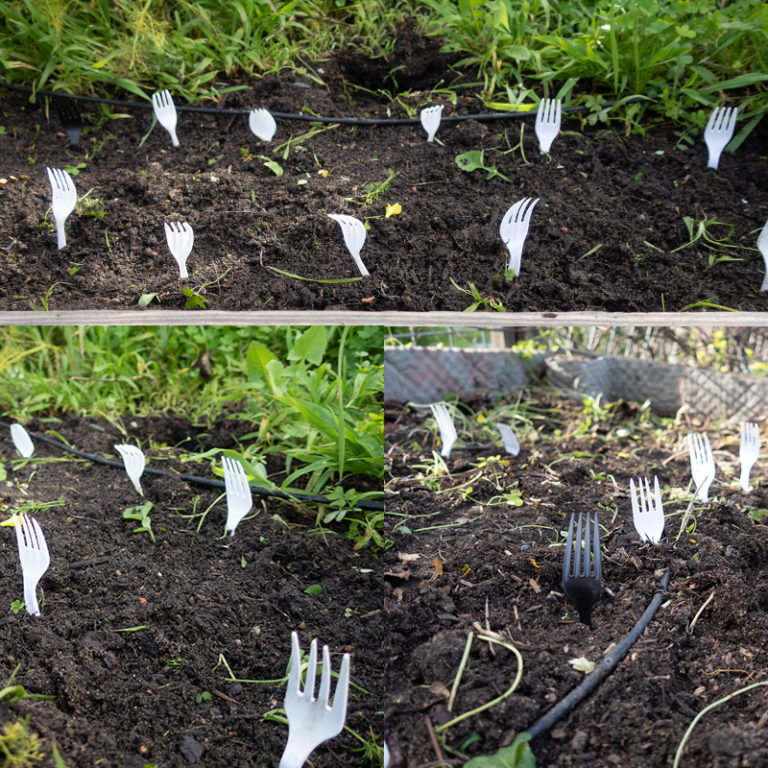 Cats in the Garden SF Bay Gardening