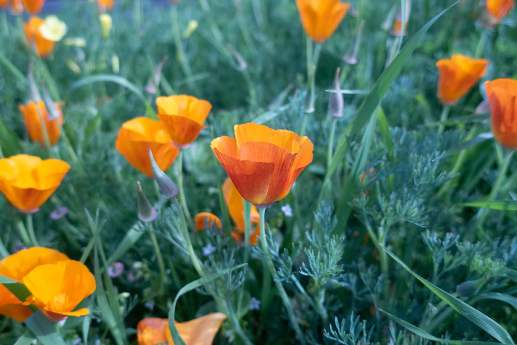 What to Plant in April SF Bay Gardening