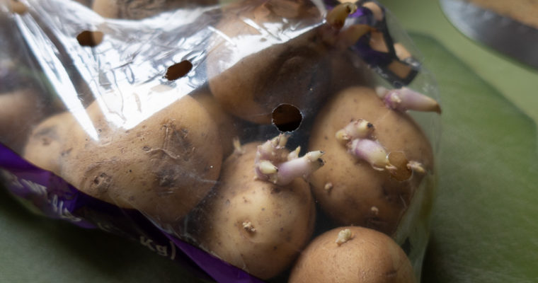 Grow Potatoes from Your Pantry