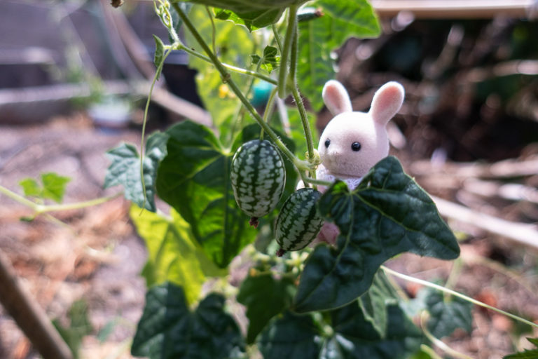 Mouse Melons The Cutest Fruit SF Bay Gardening