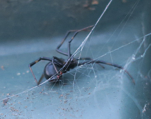 Close up of Black Widow on a trash can lid