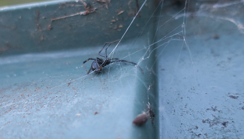 black widow spider on a compost bin lid