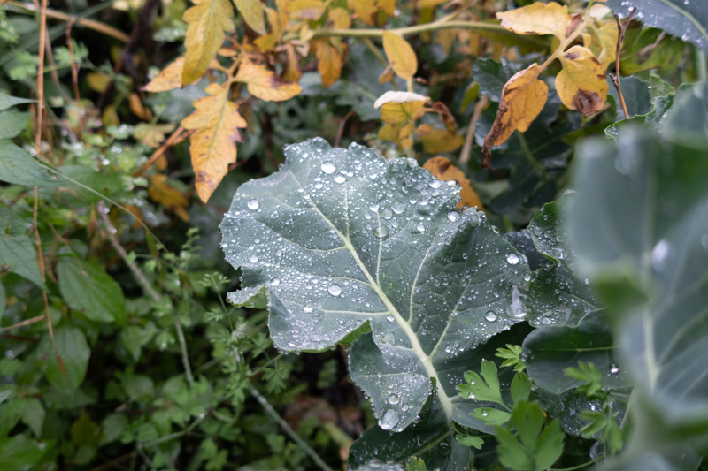 Rain-coated broccoli leaf