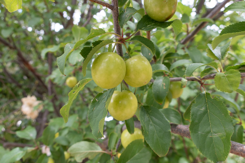 Unripe green plums on a tree branch