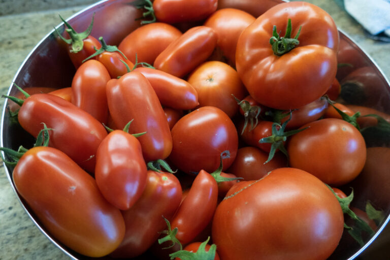 Too Many Tomatoes SF Bay Gardening too-many-tomatoes-sf-bay-gardening