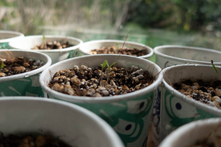Why Did My Seedlings Stop Growing? SF Bay Gardening