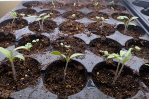 Seedlings growing healthily