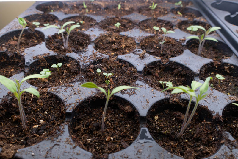 Why Did My Seedlings Stop Growing?