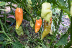 Habanada Peppers ripening on the plant
