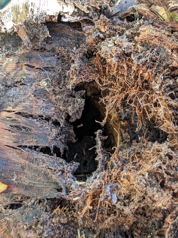 The rotted core of an agave infested by weevils.