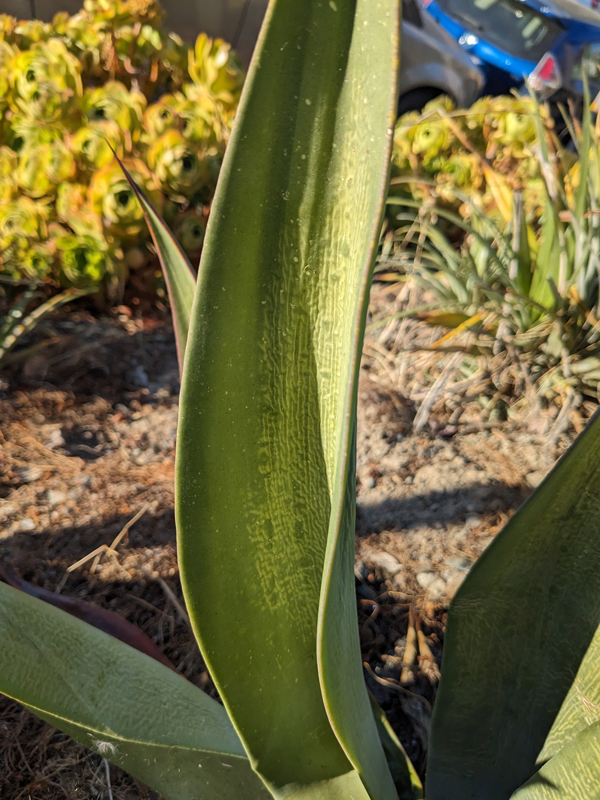 Agave leaf showing signs of sickness, in this case a weevil infestation